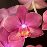 Phal. Chi Yueh Little Red Riding Hood 2.5''