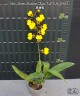Onc. Moon Shadow 'Tiger Tail' BM/JOGA 2.5"