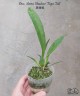Onc. Moon Shadow 'Tiger Tail' BM/JOGA 2.5"