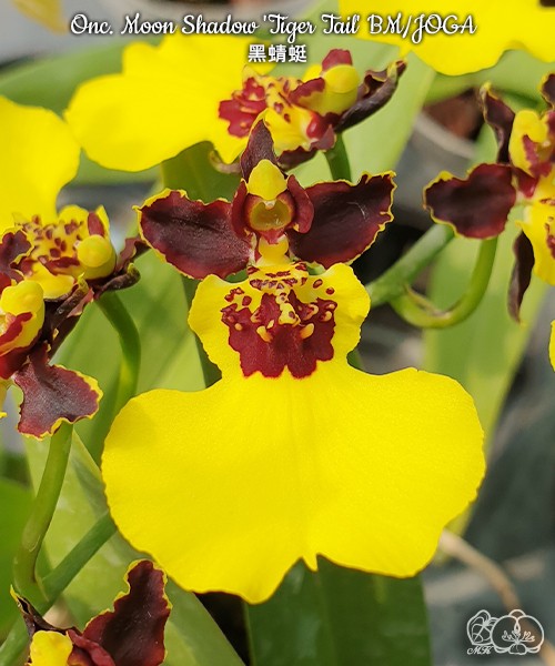 Onc. Moon Shadow 'Tiger Tail' BM/JOGA 2.5"