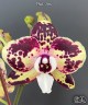Phal. Itou 2.5'' УЦЕНКА (плохие корни)