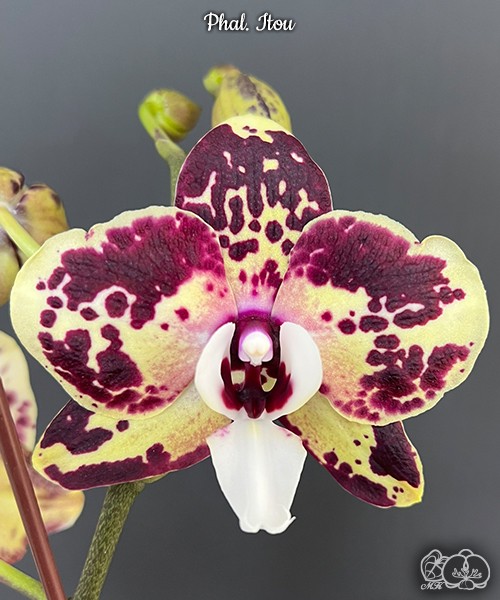 Phal. Itou 2.5'' УЦЕНКА (плохие корни)