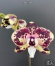 Phal. Itou 2.5'' УЦЕНКА (плохие корни)