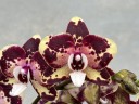 Phal. Itou 2.5'' УЦЕНКА (плохие корни)