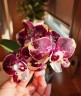 Phal. Itou 2.5'' УЦЕНКА (плохие корни)