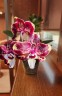 Phal. Itou 2.5'' УЦЕНКА (плохие корни)
