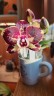 Phal. Itou 2.5'' УЦЕНКА (плохие корни)