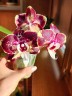 Phal. Itou 2.5'' УЦЕНКА (плохие корни)
