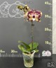 Phal. Itou 2.5'' УЦЕНКА (плохие корни)