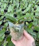Phal. Itou 2.5'' УЦЕНКА (плохие корни)