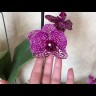 Phal. Itou 2.5'' УЦЕНКА (плохие корни)