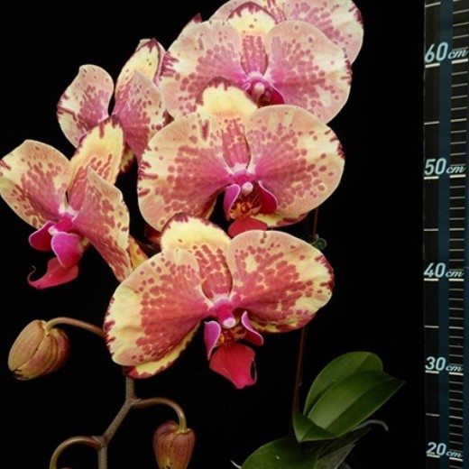 Phal. Ark's Happy Magician 2.5''