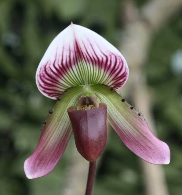 Paph. callosum × sib 2.5''
