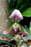 Paph. callosum × sib 2.5''