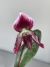 Paph. callosum × sib 2.5''