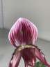 Paph. callosum × sib 2.5''