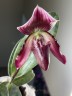 Paph. callosum × sib 2.5''