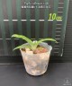 Paph. callosum × sib 2.5''