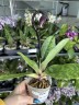 Paph. callosum × sib 2.5''