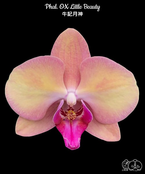 Phal. OX Little Beauty 2.5''