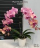 Phal. OX Little Beauty 2.5''