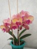 Phal. OX Little Beauty 2.5''