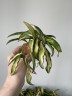 Hoya Wayetii Tricolor (Ø 6 см)