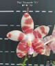 Phal. Tetrasambo '764' 2.5''
