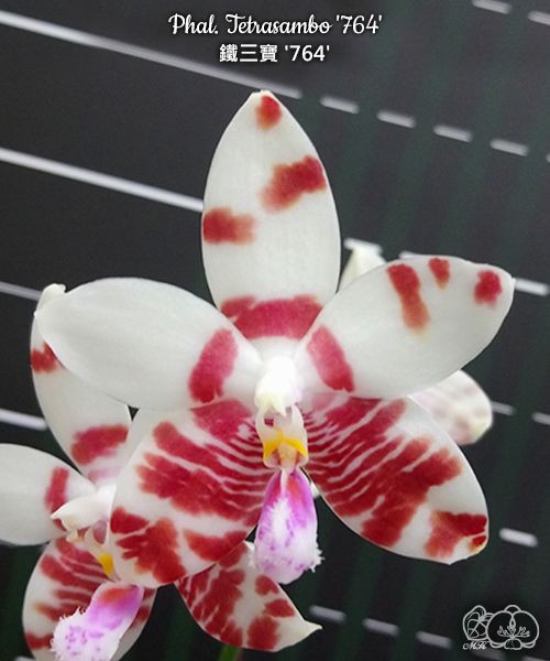 Phal. Tetrasambo '764' 2.5''