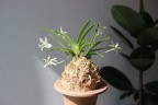 Neofinetia falcata × sib 2.0"