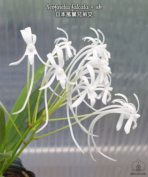 Neofinetia falcata × sib 2.0"
