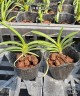 Neofinetia falcata × sib 2.0"