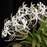Neofinetia falcata × sib 2.0"