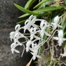 Neofinetia falcata × sib 2.0"