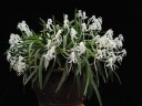 Neofinetia falcata × sib 2.0"