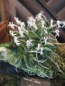 Neofinetia falcata × sib 2.0"