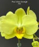 Phal. Golden Moonlight 2.5''