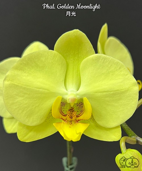 Phal. Golden Moonlight 2.5''