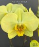 Phal. Golden Moonlight 2.5''