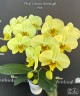 Phal. Golden Moonlight 2.5''