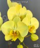 Phal. Golden Moonlight 2.5''