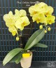Phal. Golden Moonlight 2.5''