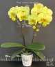 Phal. Golden Moonlight 2.5''