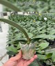 Phal. Golden Moonlight 2.5''