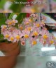 Onc. Tsiku Marguerite 'Chian-Tzy Glory' 2.5"