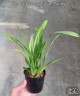 Onc. Tsiku Marguerite 'Chian-Tzy Glory' 2.5"