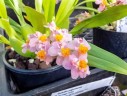 Onc. Tsiku Marguerite 'Chian-Tzy Glory' 2.5"