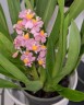 Onc. Tsiku Marguerite 'Chian-Tzy Glory' 2.5"