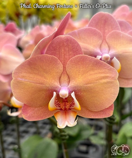 Phal. Charming Fortune × Fuller's O-Plus 2.5"