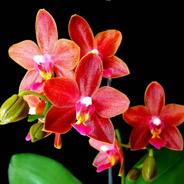 Phal. Sogo Red Star 2.5''